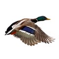 The vector illustration of flying mallard duck in white background
