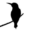 The silhouette vector illustration of Bee-eater bird sitting on stick in white background