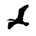 Vector illustration silhouette of flying cormorant , black and white