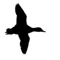The vector illustration silhouette of flying duck bird in white background Royalty Free Stock Photo