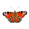 The high quality vector illustration of Aglais io Peacock butterfly isolated in white Royalty Free Stock Photo