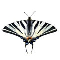 The high quality vector illustration of Iphiclides podalirius swallowtail butterfly isolated in white Royalty Free Stock Photo