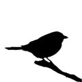 The silhouette vector illustration of shrike bird sitting on stick in white background