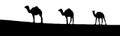 The vector illustration silhouette of three dromedary camels in white background Royalty Free Stock Photo