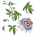 Tropical flower, Passion flower, with leaves branch, isolated object, Violet passiflora tropical flower. Royalty Free Stock Photo