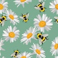 Seamless pattern of Daisy chamomile, cornflowers with ladybird, bee on vintage green background. Royalty Free Stock Photo