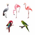 Realistic collection of beautiful exotic tropical birds: macaw, parrot, pink flamingo, toucan, udot, hoopoe. Royalty Free Stock Photo