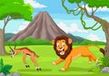 The lion is chasing an impala in an African savanna Royalty Free Stock Photo