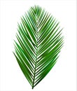 Palm leaf on white background Royalty Free Stock Photo