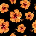 Orange hibiscus flowers on the black background. Seamless pattern. Tropical summer illustration. Royalty Free Stock Photo