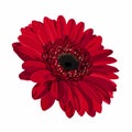 Red Gerbera Flower Background. Colorful gerbera flower head. Red flower on white background. Royalty Free Stock Photo