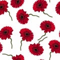 Elegance seamless red color Gerbera pattern on white background. Royalty Free Stock Photo