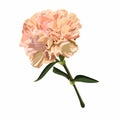 Beautiful beige carnation with the effect of a watercolor drawing isolated on white background.