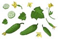 Vector set with green fresh cucumber. Isolated cucumbers with stems, leaves, yellow flowers, whole and sliced.