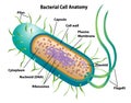 Bacterial Cell Anatomy showing morphology and cell structures Royalty Free Stock Photo