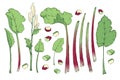 Vegetable vector set with rhubarb. Fresh pieplant. Royalty Free Stock Photo