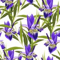 Seamless botanical watercolor style pattern with iris flowers, leaves and green herbs. Royalty Free Stock Photo