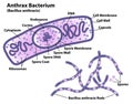 Anthrax Bacteria Morphology and Cell