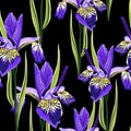 Seamless botanical watercolor style pattern with iris flowers and leaves. Black background. Royalty Free Stock Photo