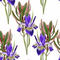 Seamless botanical watercolor style pattern with iris flowers, leaves and pink exotic branch.  White background. Royalty Free Stock Photo