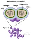 Streptococcus Cell Structures, Anatomy, and Morphology