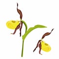 Branch of Lady`s slipper flower. Wild orchid. Cypripedium calceolus. Royalty Free Stock Photo