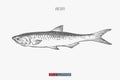 Hand drawn anchovy fish isolated. Engraved style vector illustration. Royalty Free Stock Photo