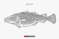 Hand drawn pacific cod fish isolated. Engraved style vector illustration. Royalty Free Stock Photo