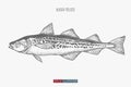 Hand drawn alaska pollock fish isolated. Engraved style vector illustration.