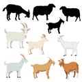 Collection of the various vector of goats