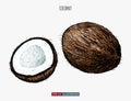 Hand drawn coconut isolated. Template for your design works.