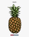 Hand drawn pineapple isolated. Template for your design works.