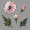 Set from spring althaea flowers and leaves on gray isolated background.