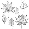 Line drawing of maple, oak, birch, leave. Isolated. Good well for coloring book