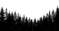 Abstract background. Forest wilderness landscape. Pine tree silhouettes. Vector illustration.