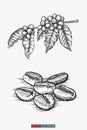 Hand drawn coffee set. Branch, leaves and berries. Coffee beans. Engraved style vector illustration. Royalty Free Stock Photo