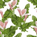 Seamless pattern of pink calla lily flowers with leaves on white background. Blooming flower for your design. Royalty Free Stock Photo