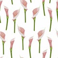 Seamless pattern of pink calla lily flowers with leaves on white background. Blooming flower for your design. Royalty Free Stock Photo