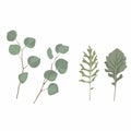 Hand painted silver dollar eucalyptus elements and herbs set, branches and bouquets, isolated on white background. Royalty Free Stock Photo