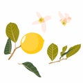 Collection of whole lemons, branches, flowers and leaves isolated on white background. Royalty Free Stock Photo