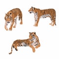 Tiger set on the white background.. Beautiful animal print design element for t-shirt.