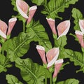 Seamless pattern of pink calla lily flowers with leaves on black background. Blooming flower for your design.