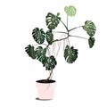 Flat style illustration of a home plant tropical plant monstera in a pot. Tropical plant for interior decor of home or office. Royalty Free Stock Photo