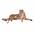 Tiger animal on a branch. Beautiful animal print design element for t-shirt.