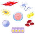 Types of cells in the human body Royalty Free Stock Photo