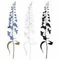 Hand drawn outline delphinium flower line and colored on white background. Royalty Free Stock Photo