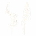 Lline-art image of a golden flower gladiolus set. Flower bud and leaf isolated on white background.