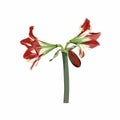 Handpainted Amaryllis Hipperastrum flower. Illustration isolated on white background. Royalty Free Stock Photo