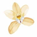 Orchid yellow flower. Hand drawn illustration isolated on white background.