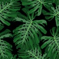 Green pattern with monstera palm leaves on black background. Seamless summer tropical fabric design. Royalty Free Stock Photo